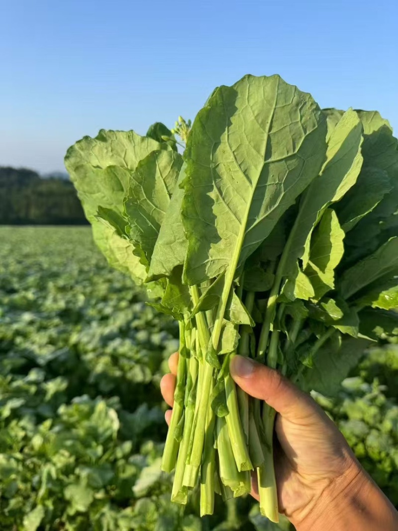 基地直发一件代发板蓝根青菜又名板小青