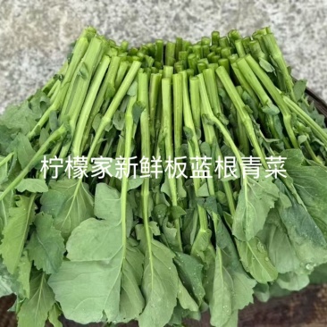 基地直发一件代发板蓝根青菜又名板小青