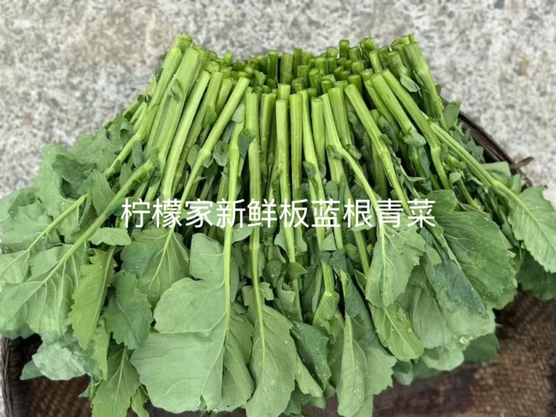 基地直发一件代发板蓝根青菜又名板小青