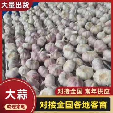 山东紫皮大蒜，白皮大蒜，产地批发，诚信代发，全国发货