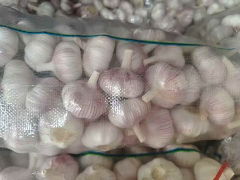 山东紫皮大蒜，白皮大蒜，产地批发，诚信代发，全国发货