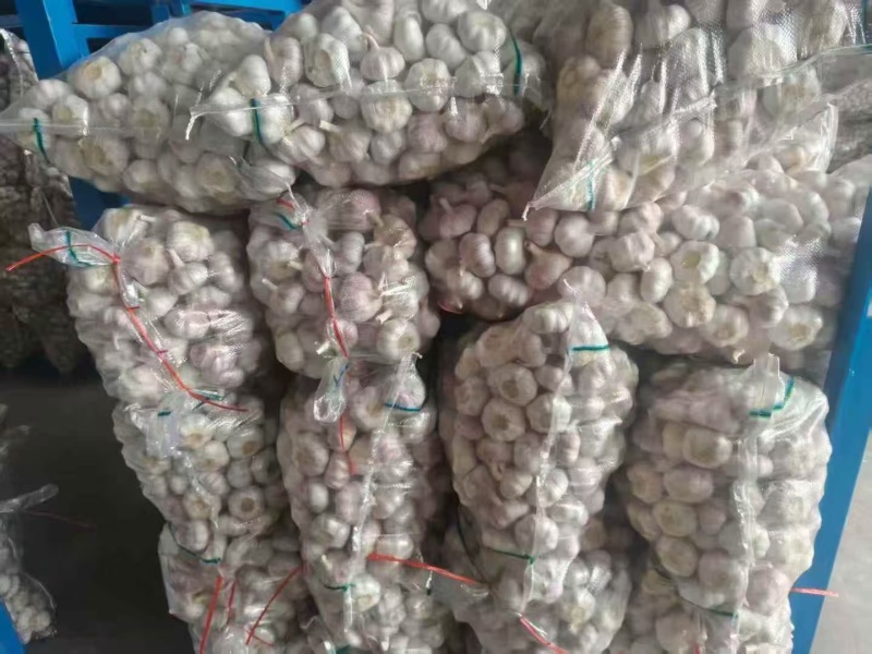 山东紫皮大蒜，白皮大蒜，产地批发，诚信代发，全国发货