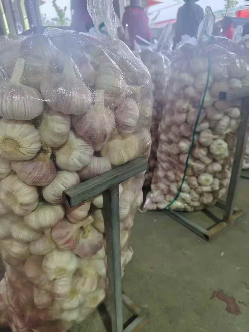 山东紫皮大蒜，白皮大蒜，产地批发，诚信代发，全国发货