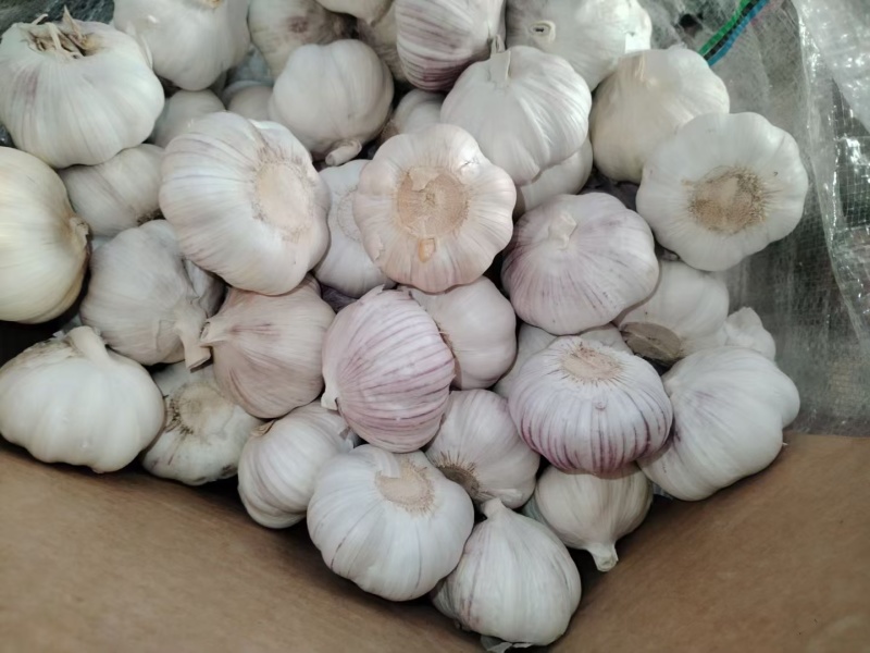 山东紫皮大蒜，白皮大蒜，产地批发，诚信代发，全国发货