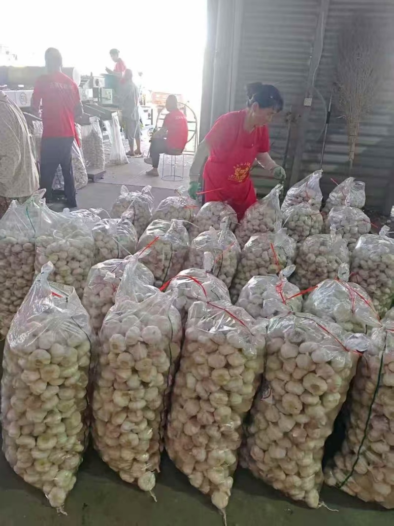 山东紫皮大蒜，白皮大蒜，产地批发，诚信代发，全国发货