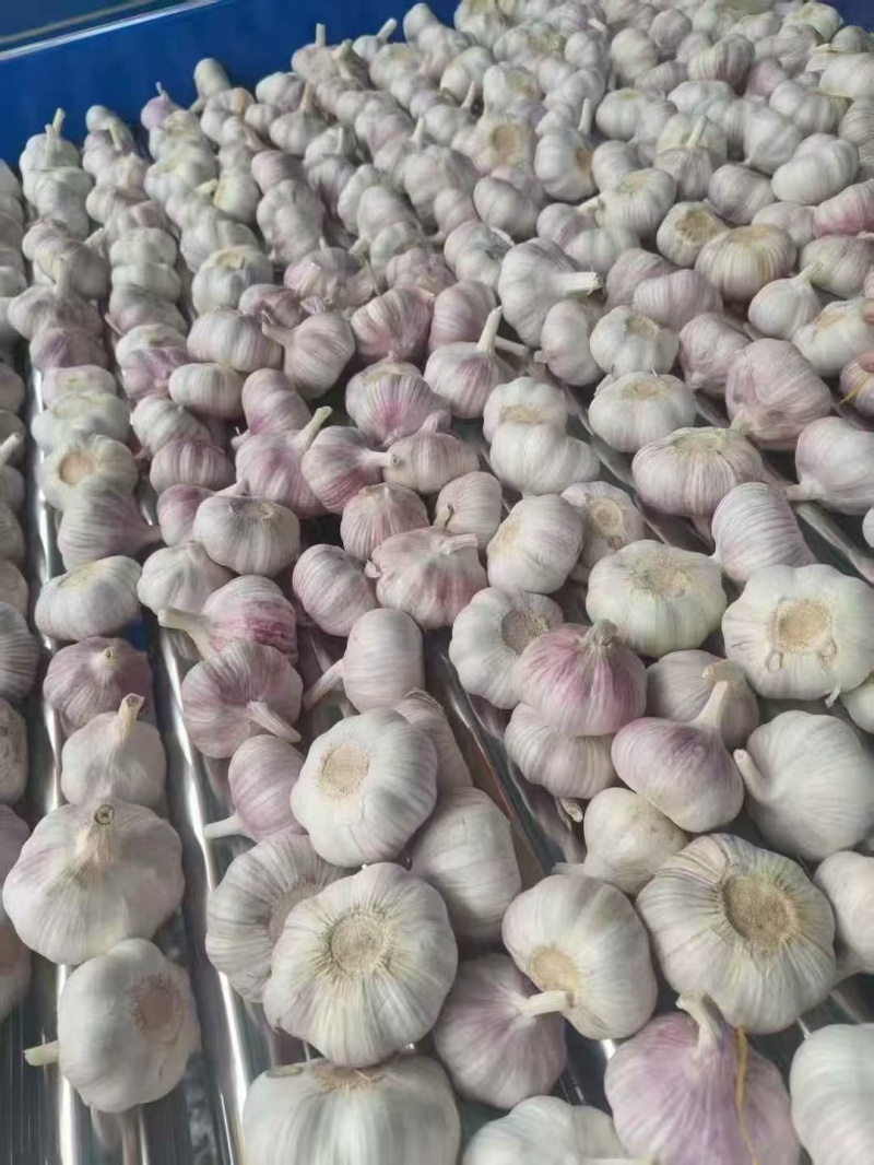 山东紫皮大蒜，白皮大蒜，产地批发，诚信代发，全国发货