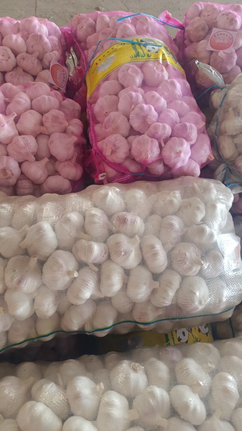 山东紫皮大蒜，白皮大蒜，产地批发，诚信代发，全国发货