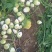 【现挖现卖】山西文水县新鲜芥菜头/芥菜大量上市价格便宜