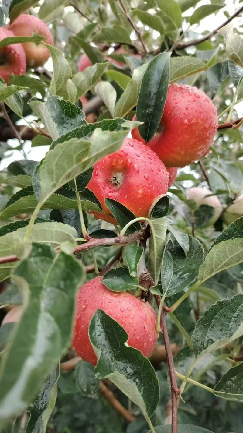 盐源苹果