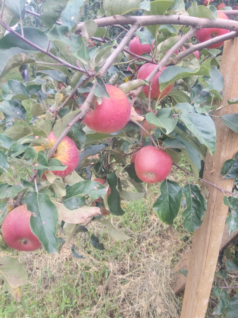 盐源苹果