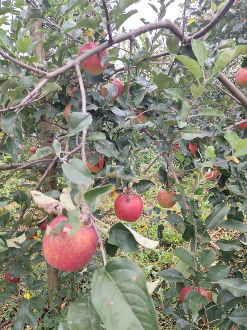 盐源苹果