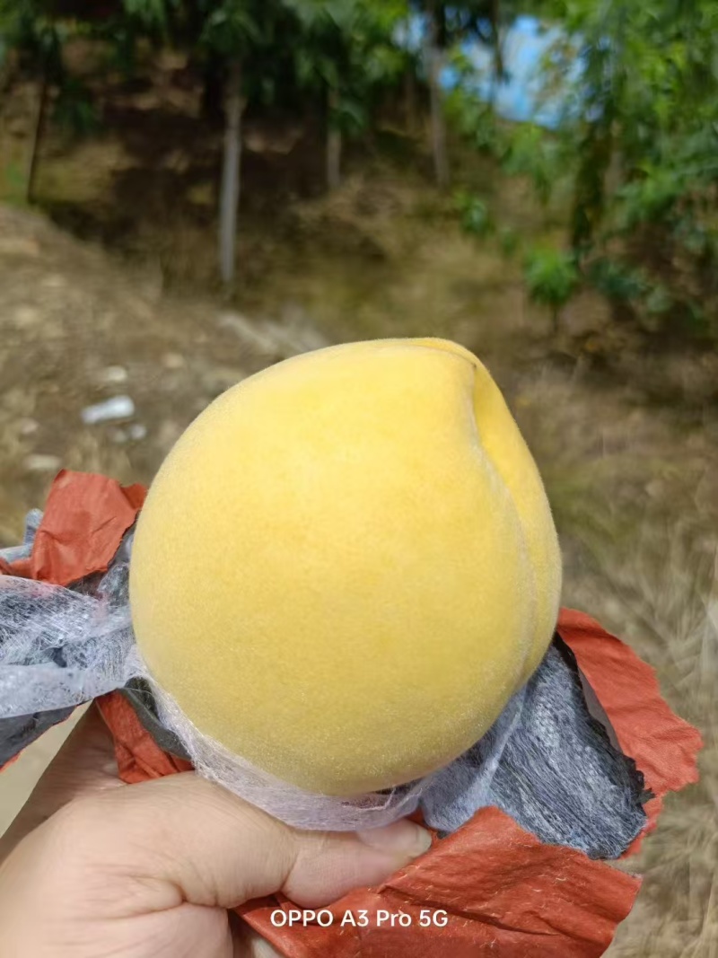 黄桃