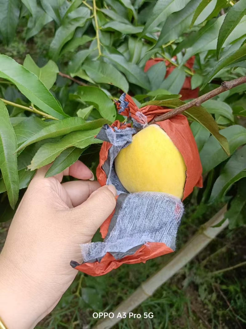 黄桃