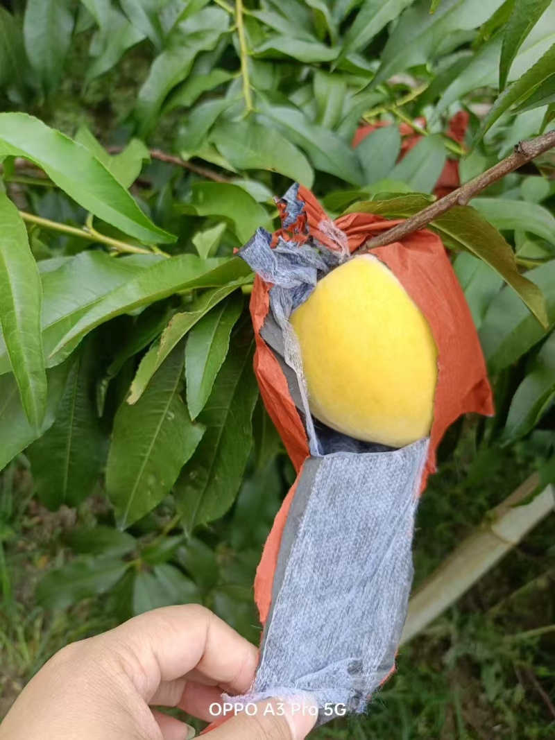 黄桃