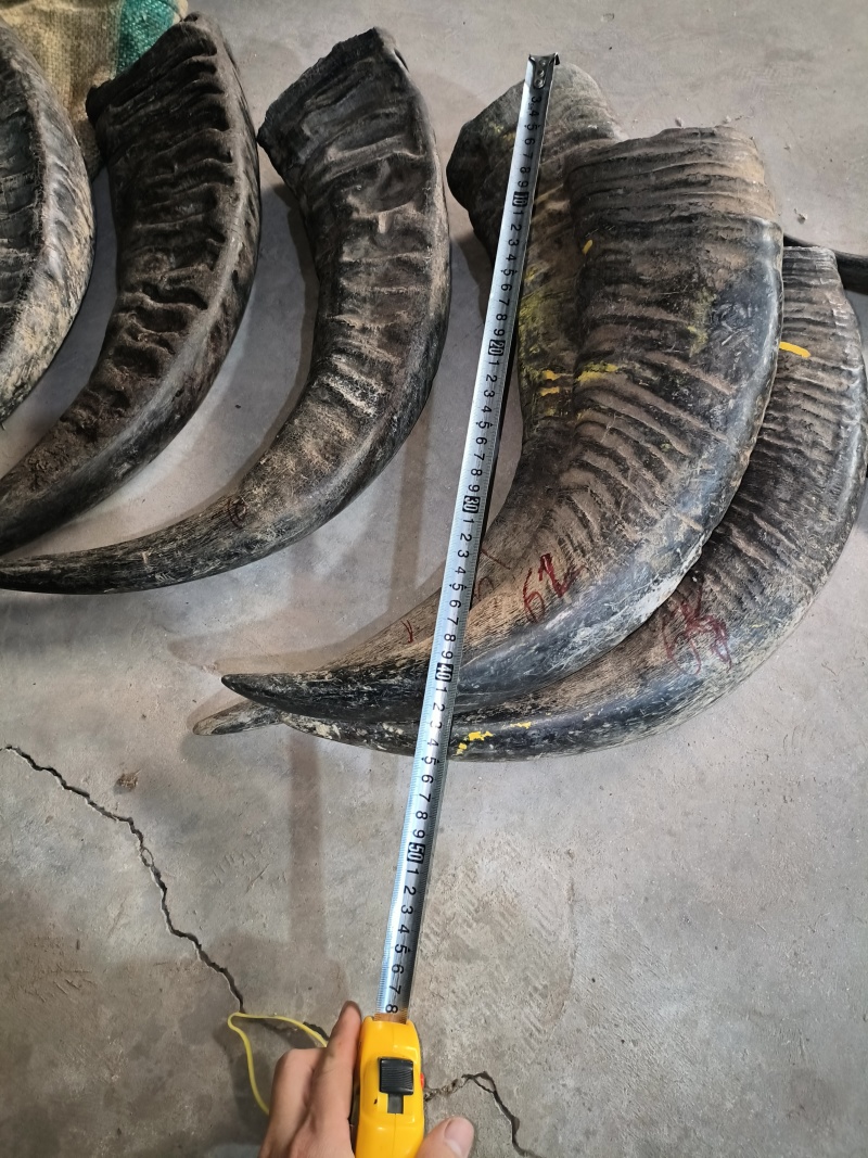 水牛角水牛角筒水牛角段水牛角实心角尖水牛角空心段水牛角片