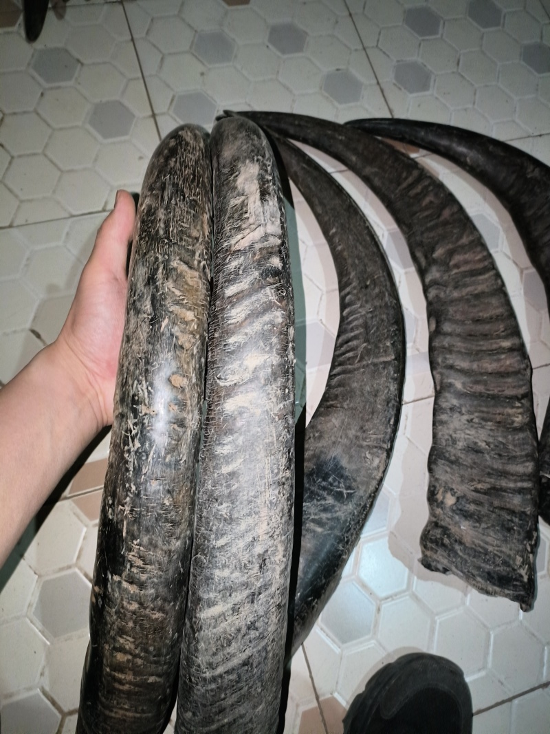 水牛角水牛角筒水牛角段水牛角实心角尖水牛角空心段水牛角片