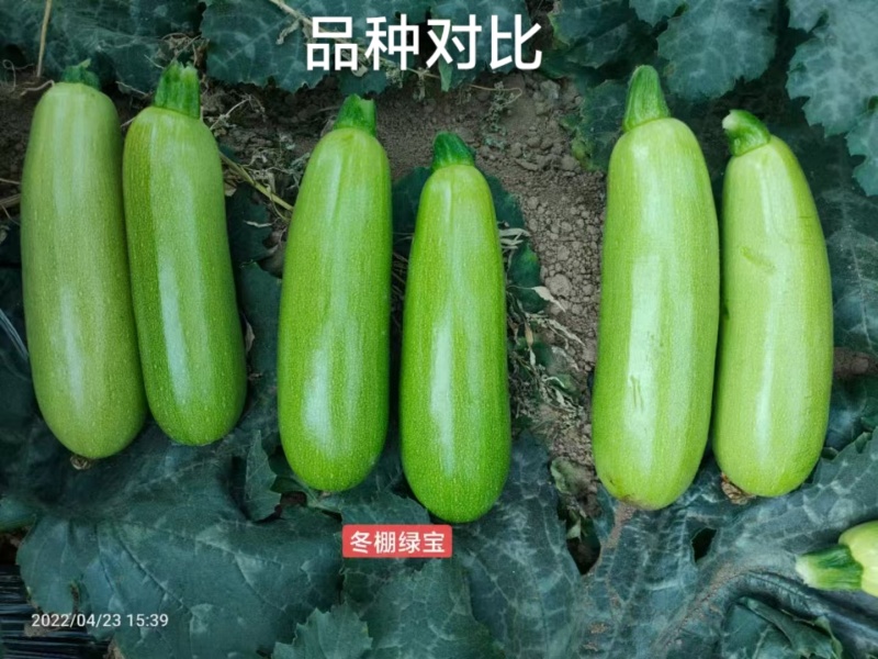 豫艺冬棚绿宝油皮西葫芦种子翠绿油亮耐低温角瓜种子高产抗病