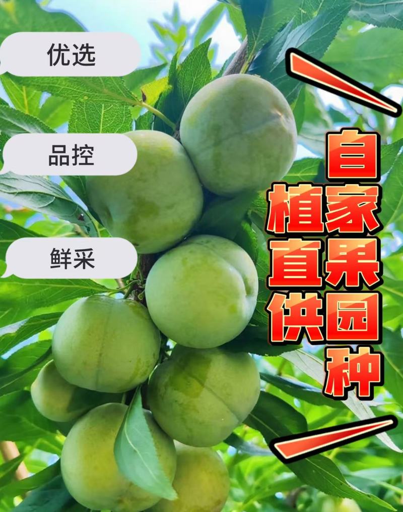 四川叙永赤水凤凰李