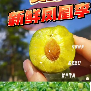 四川叙永赤水凤凰李