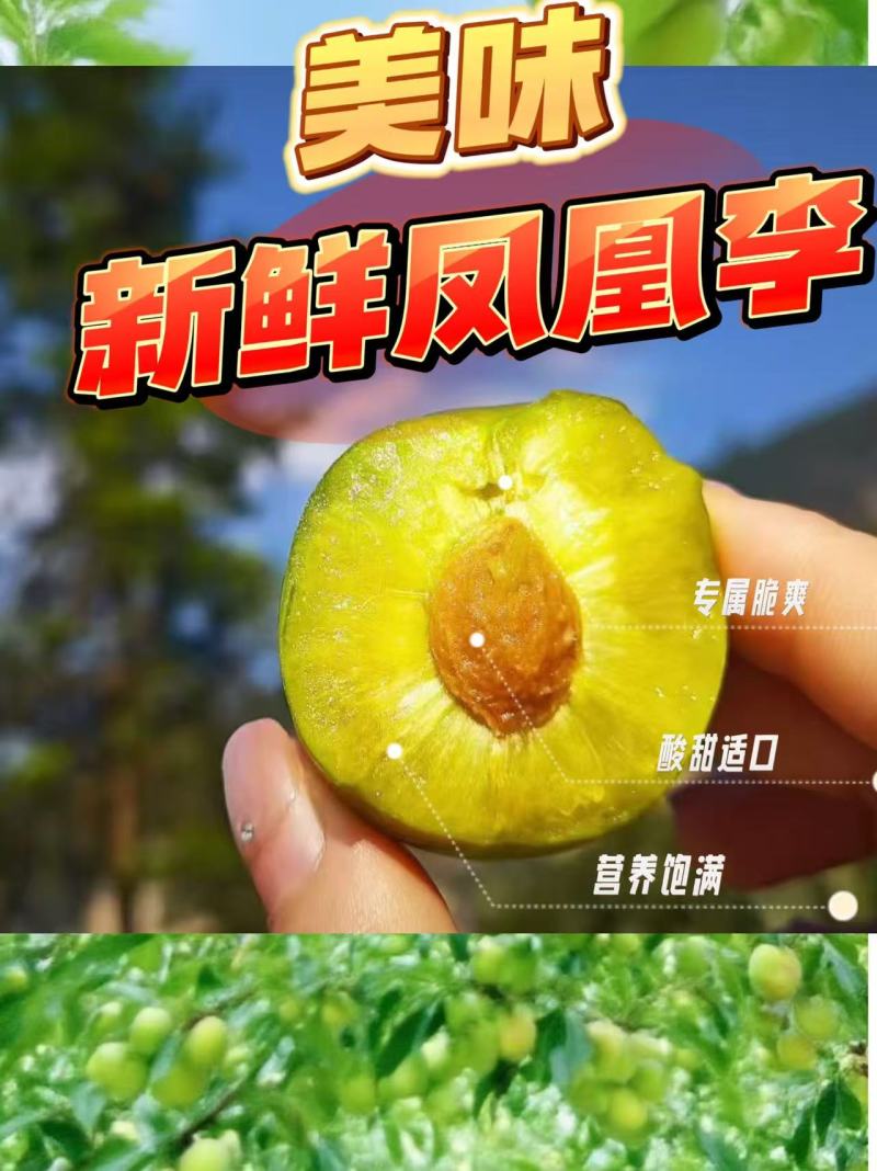 四川叙永赤水凤凰李