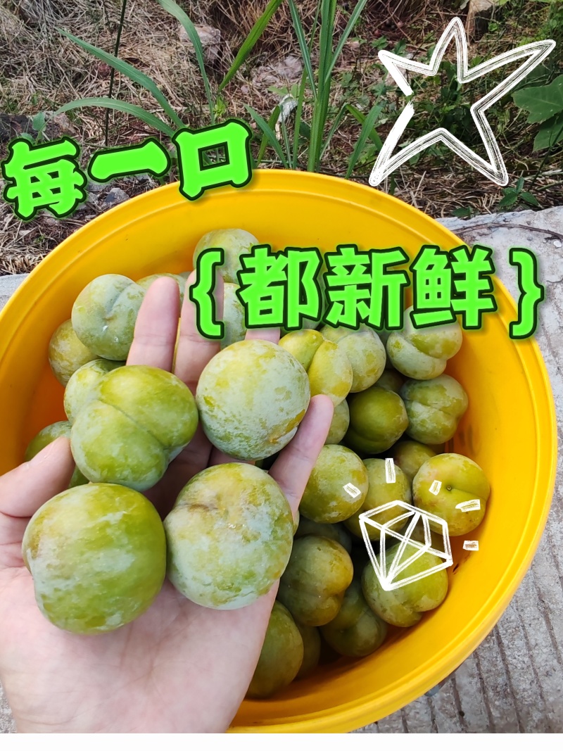 四川叙永赤水凤凰李