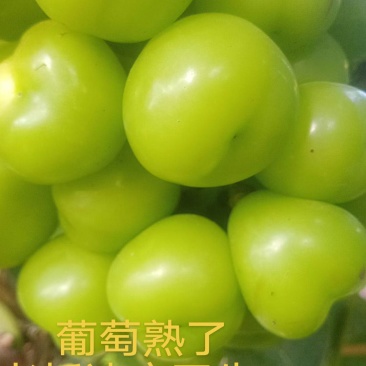 阳光玫瑰大量供应。价钱合理，欢迎老板来看。