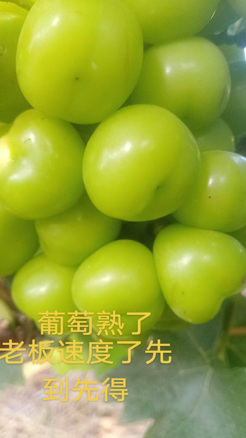 阳光玫瑰大量供应。价钱合理，欢迎老板来看。
