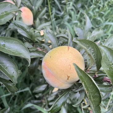 秋季李子价格好商量山东潍坊