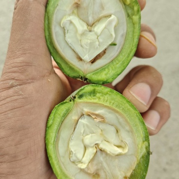 新疆185青皮核桃