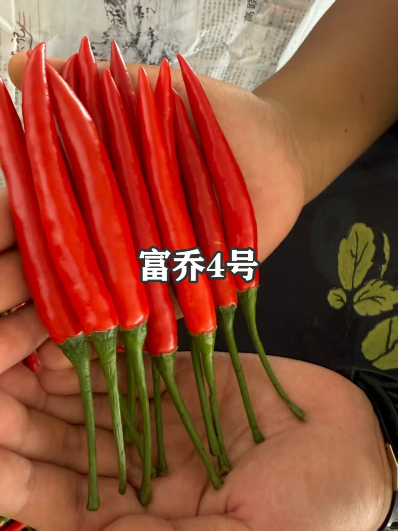 富乔4号朝天椒种子中晚熟大果朝天椒种子大果长把单生朝天椒