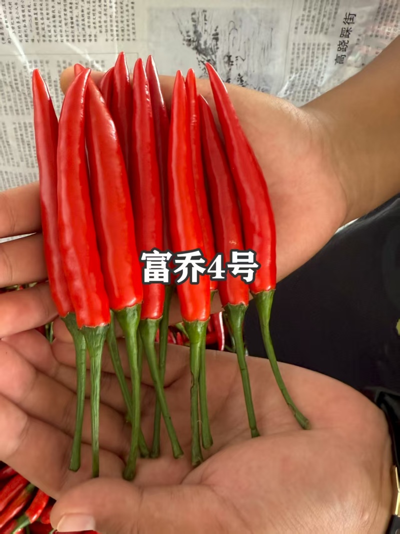 富乔4号朝天椒种子中晚熟大果朝天椒种子大果长把单生朝天椒