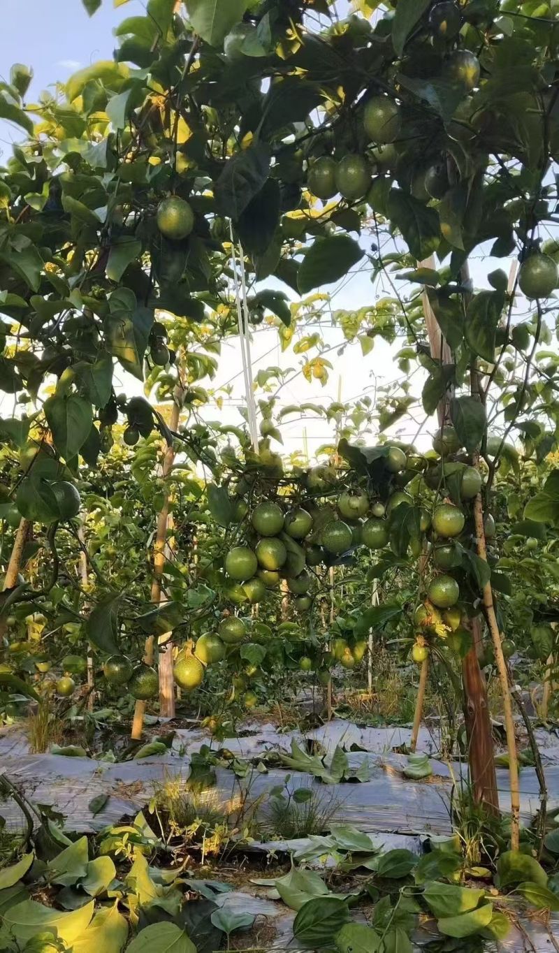 自家农场钦蜜九号百香