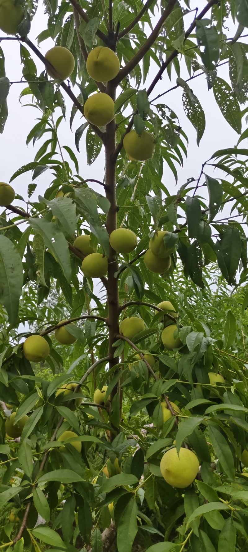 红心脆桃