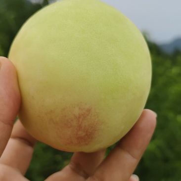 红心脆桃
