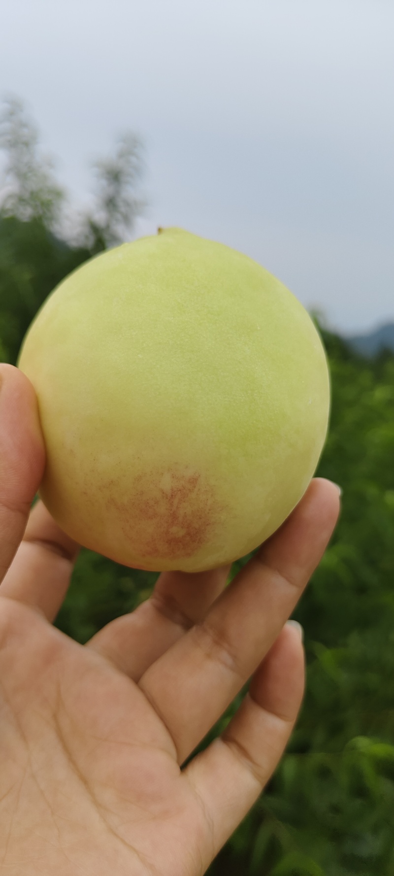 红心脆桃