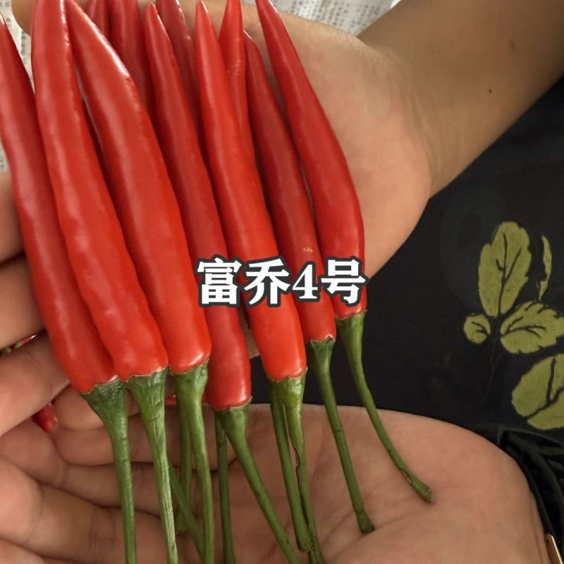 泰国引进富乔4号朝天椒种子大号中晚熟单生大果朝天椒种子硬