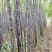 甘蔗\黑皮甘蔗\广东韶关翁源县黑皮甘蔗基地产地直供
