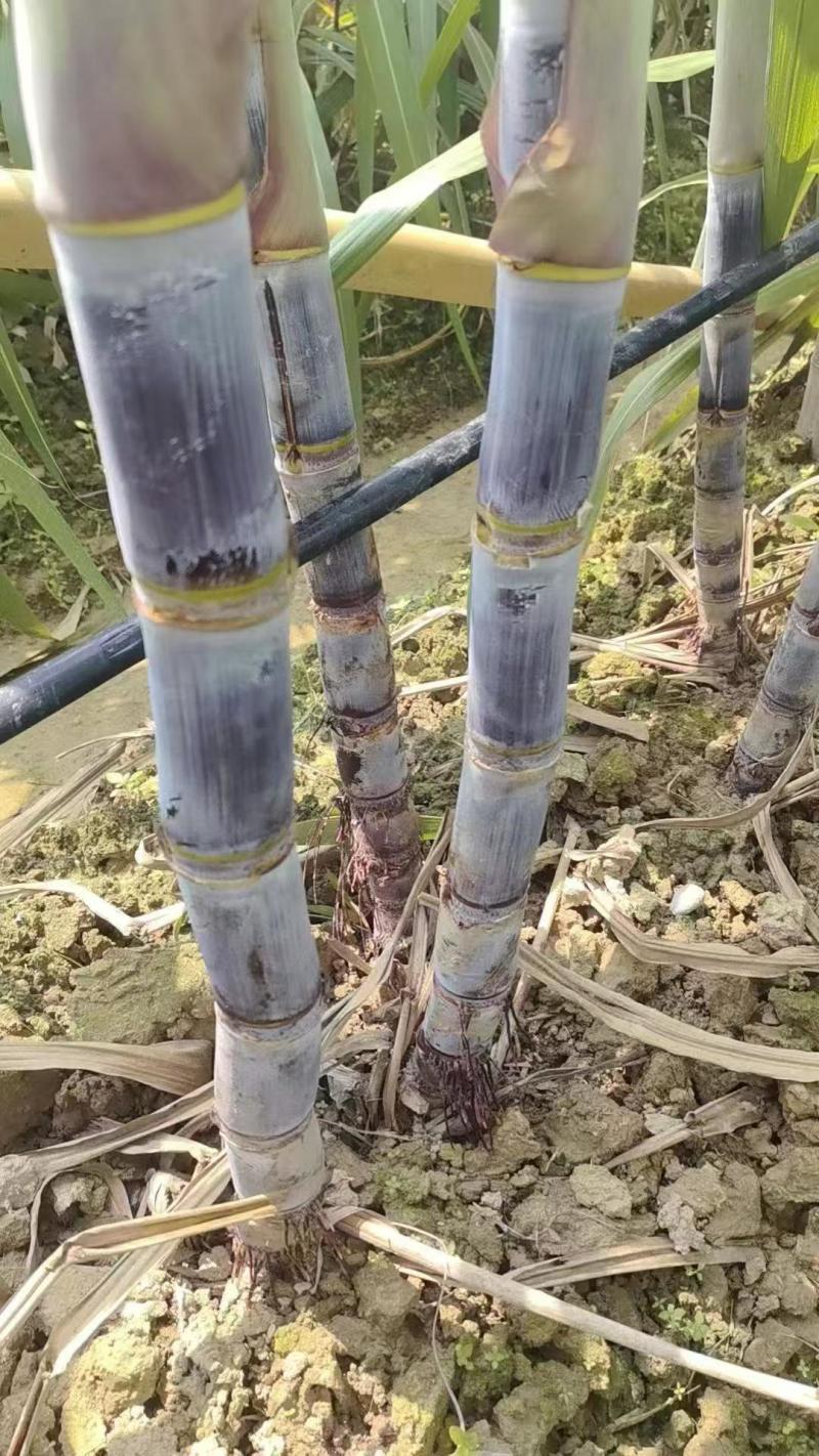 甘蔗\黑皮甘蔗\广东韶关翁源县黑皮甘蔗基地产地直供