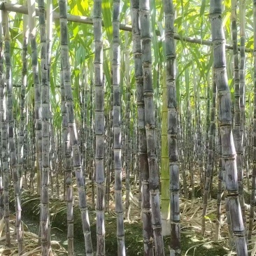 甘蔗\黑皮甘蔗\广东韶关翁源县黑皮甘蔗基地产地直供