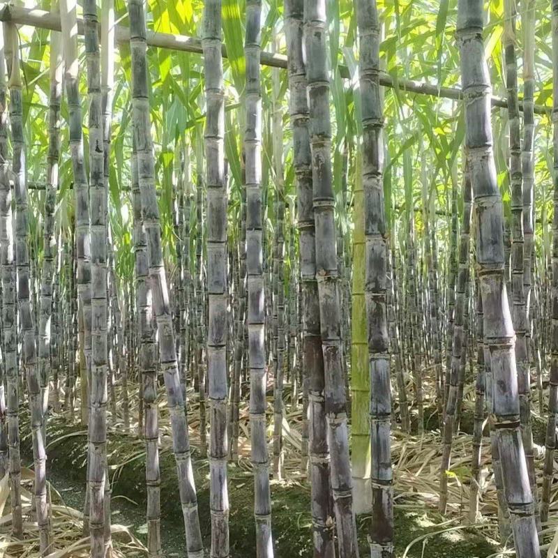 甘蔗\黑皮甘蔗\广东韶关翁源县黑皮甘蔗基地产地直供
