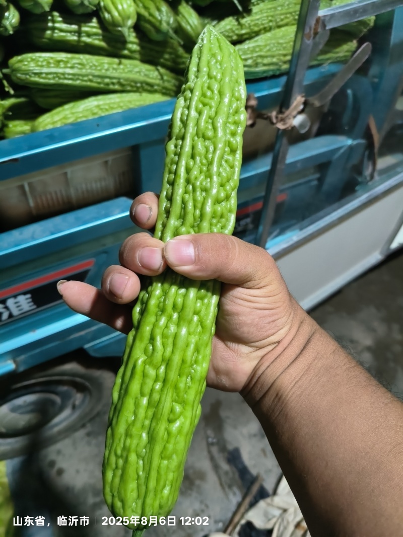 产地苦瓜大量供应支持各种包装可全国调车