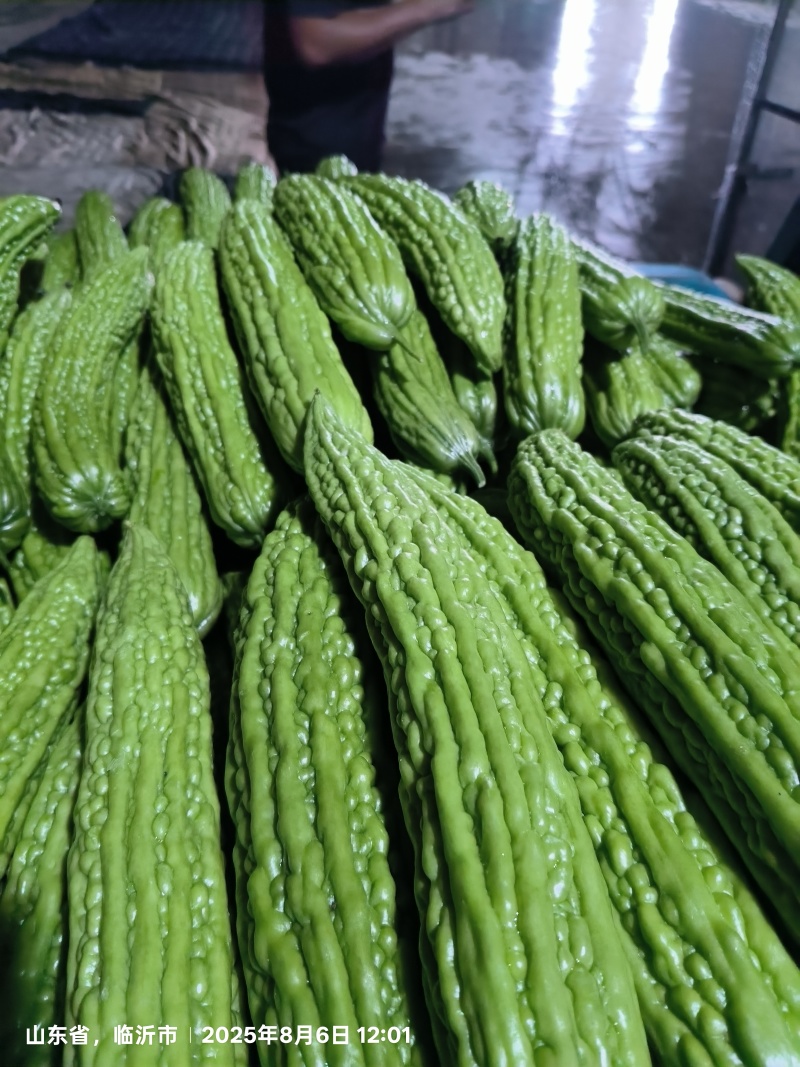产地苦瓜大量供应支持各种包装可全国调车