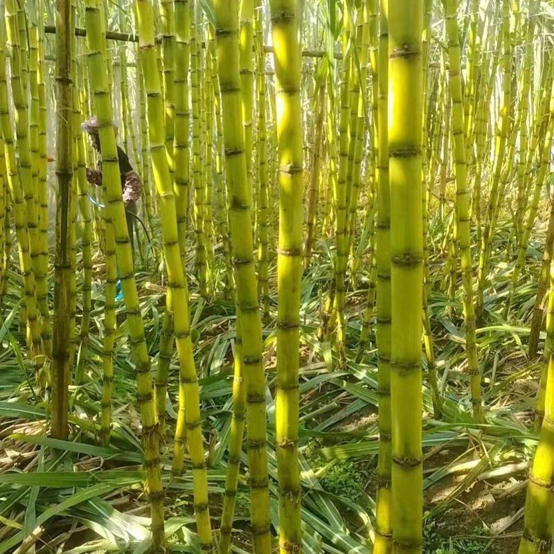 甘蔗\黄皮甘蔗\广东韶关翁源县甘蔗种植基地大量上市