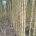 甘蔗\黄皮甘蔗\广东韶关翁源县甘蔗种植基地大量上市
