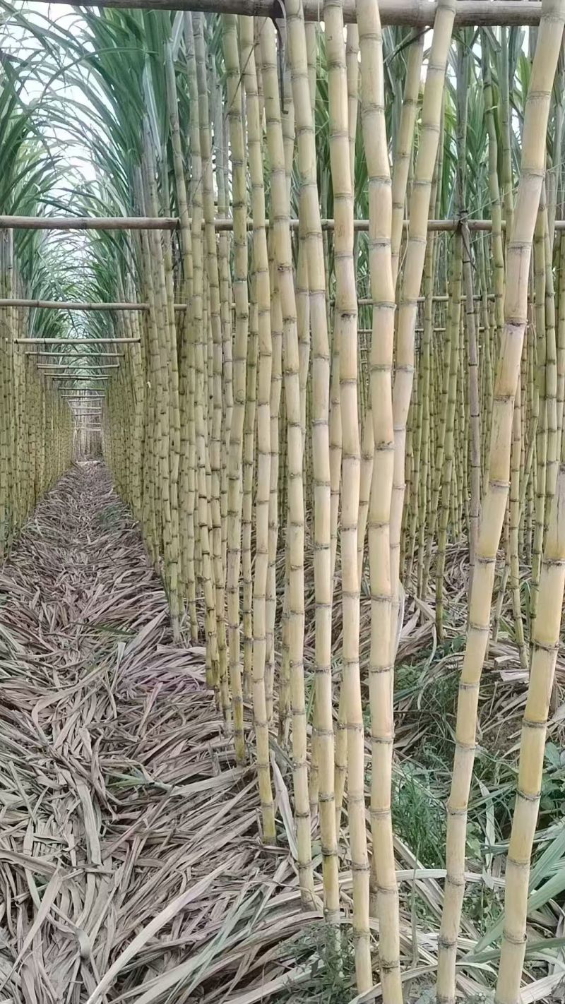 甘蔗\黄皮甘蔗\广东韶关翁源县甘蔗种植基地大量上市