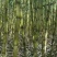 甘蔗\黄皮甘蔗\广东韶关翁源县甘蔗种植基地大量上市