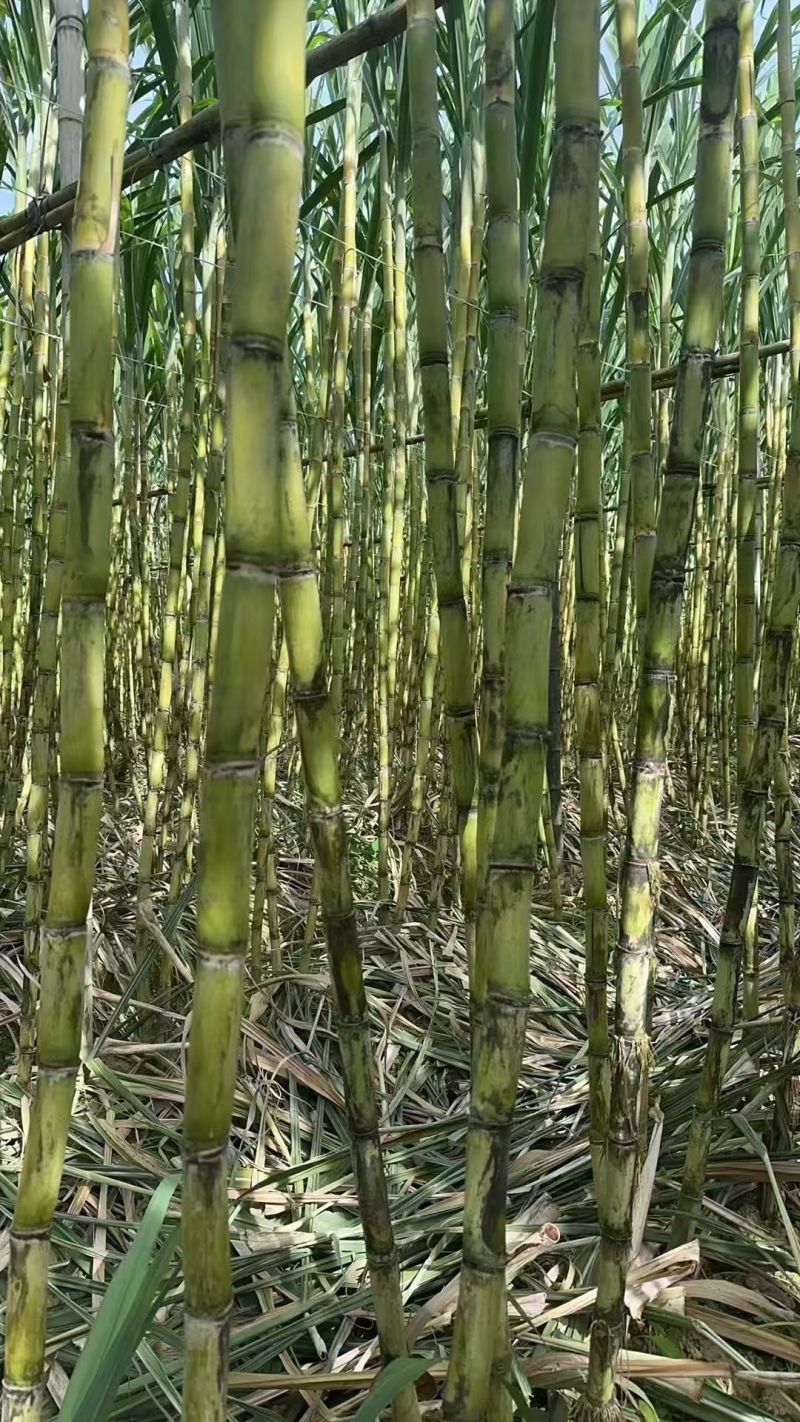 甘蔗\黄皮甘蔗\广东韶关翁源县甘蔗种植基地大量上市