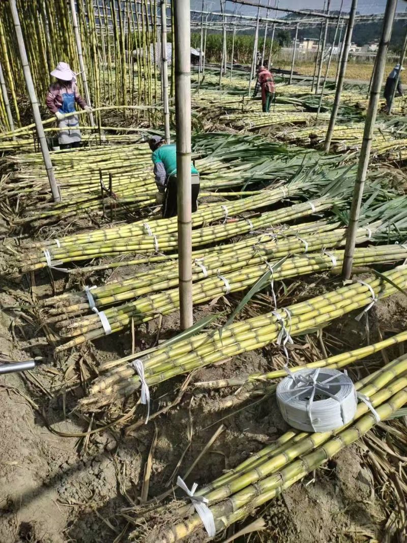 甘蔗\黄皮甘蔗\广东韶关翁源县甘蔗种植基地大量上市