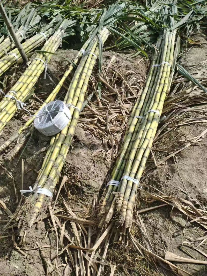 甘蔗\黄皮甘蔗\广东韶关翁源县甘蔗种植基地大量上市