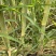甘蔗\黄皮甘蔗\广东韶关翁源县甘蔗种植基地大量上市